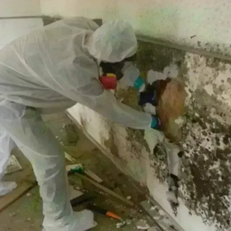 Mold Remediation and Removal in Spencer County, IN